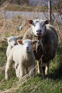 Finnschaf mit Lämmern